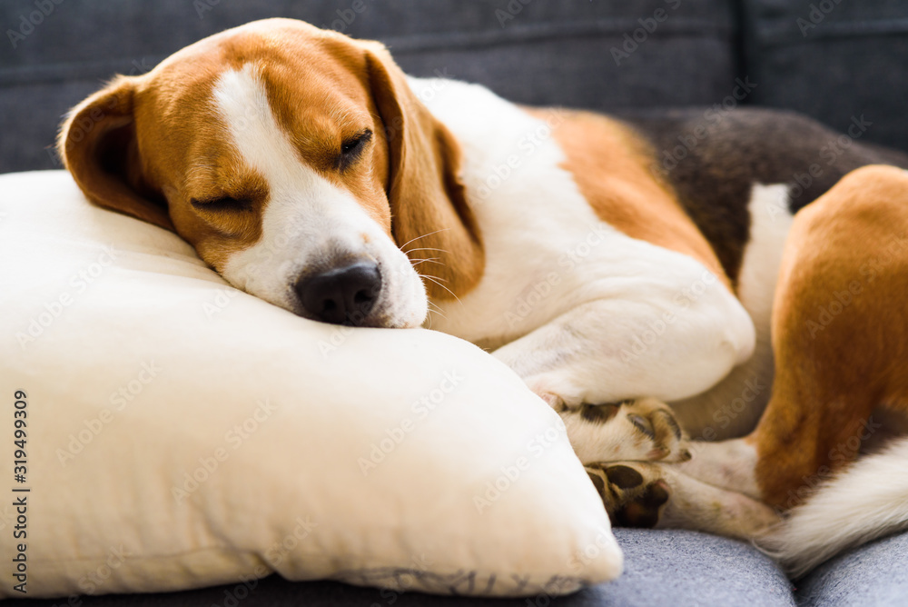 Funny Beagle dog tired sleeps on pillow on couch. Pet on furniture concept.