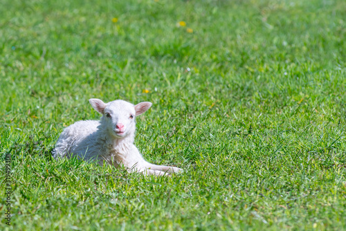Cute Lamb happy smiling in grass field- Baby lamb laying down in isolated green grass in the field of the countryside.