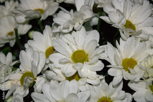  Flowers. Big daisies. Petals. Close-up