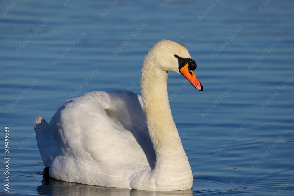 A beautiful elegant Mute Swan (Cygnus olor) swimming on blue water. Taken at my local park in Cardiff, Wales, UK A beautiful elegant Mute Swan (Cygnus olor) swimming on blue water. Taken at my local park in Cardiff, Wales, UK