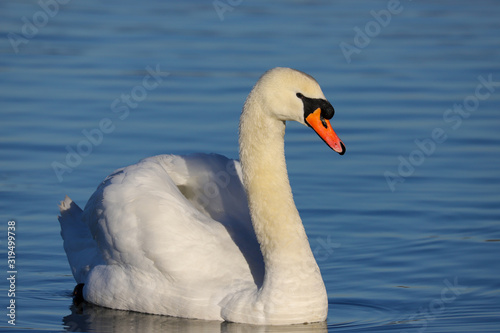 A beautiful elegant Mute Swan (Cygnus olor) swimming on blue water. Taken at my local park in Cardiff, Wales, UK