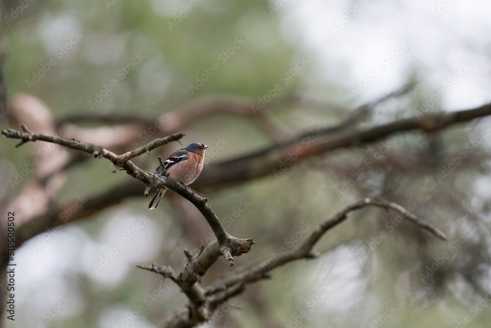 Common chaffinch bird portrait - Small Bird Sitting on branch in tree canopy showing of beautiful color Plumage. Common chaffinch bird portrait - Small Bird Sitting on branch in tree canopy showing of beautiful color Plumage.