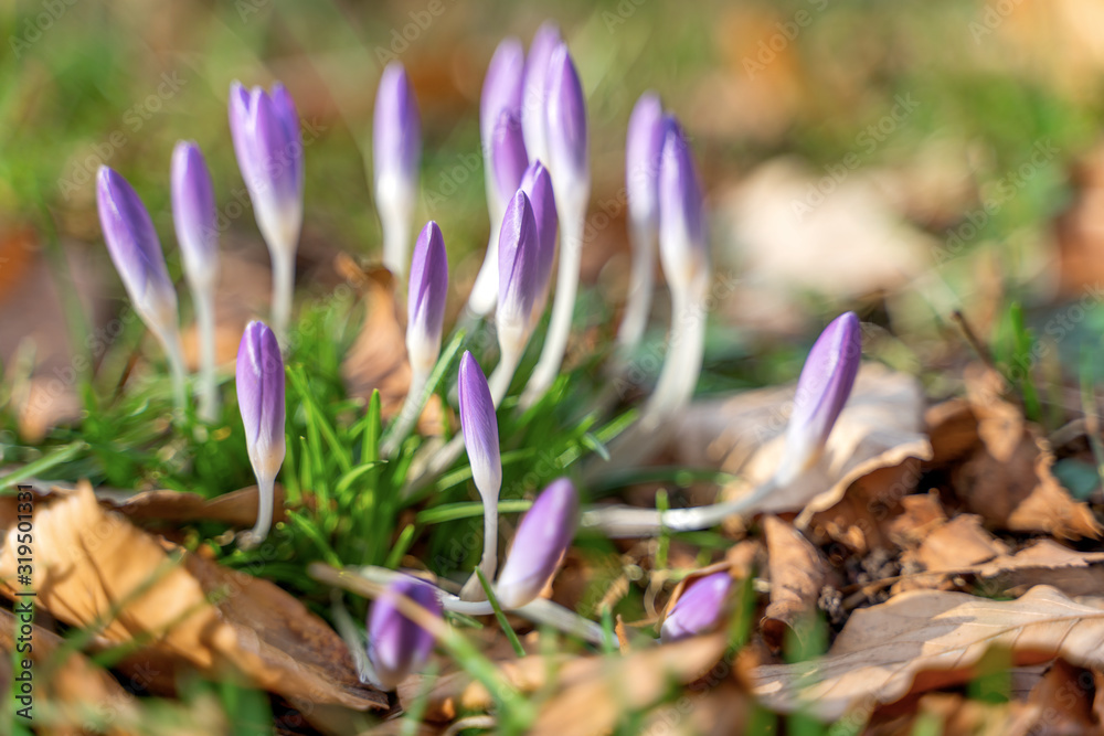 Crocus flowers during early spring season Crocus flowers during early spring season
