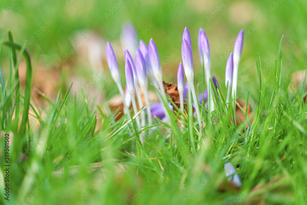 Crocus flowers during early spring season Crocus flowers during early spring season