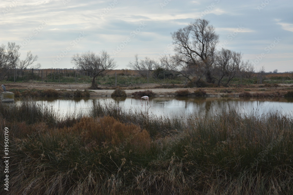 étang de camargue