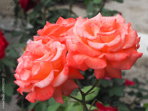 Some of lush roses on one stalk