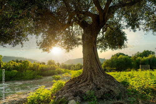 an olive tree taken at sunset in greece photo