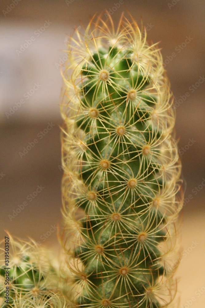 Cactus macro Cactus macro