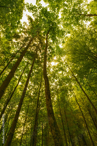 Low angle shot of trees with sun flaring through green leaves