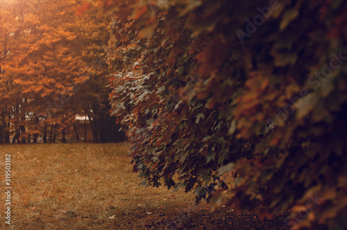  red maple leaves autumn time