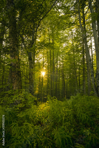 summer sunset in the forest with green leaves and warm rays of light
