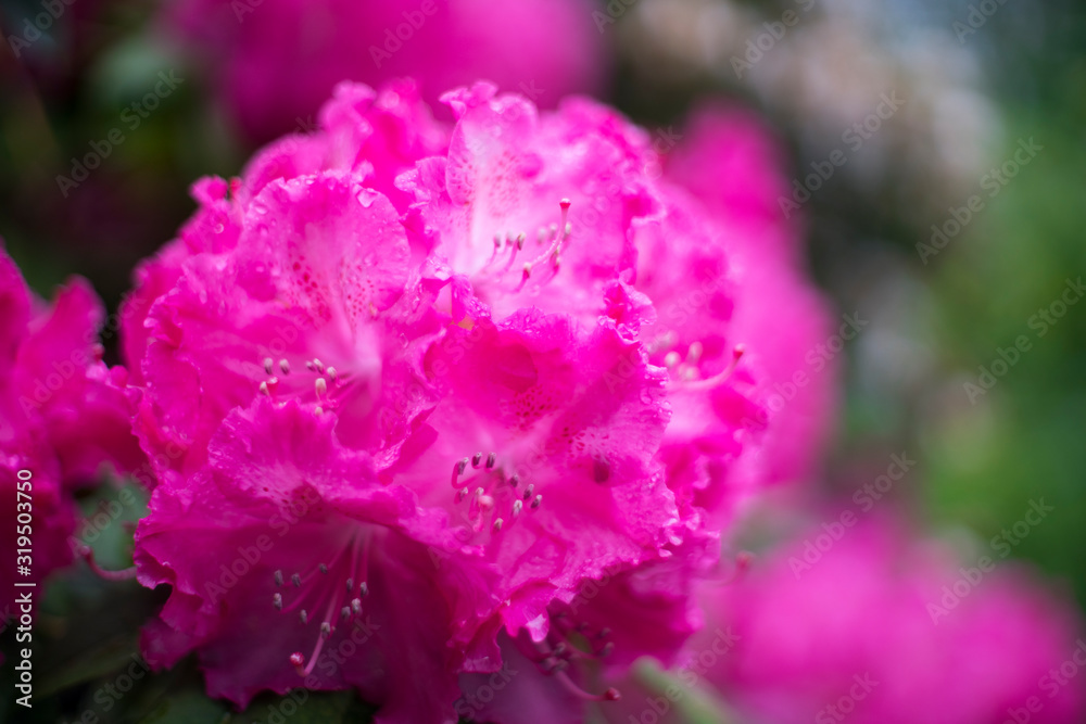 Water drops Rhododendron flower closeup. Water drops Rhododendron flower closeup.
