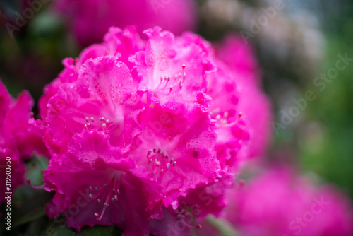 Water drops Rhododendron flower closeup.