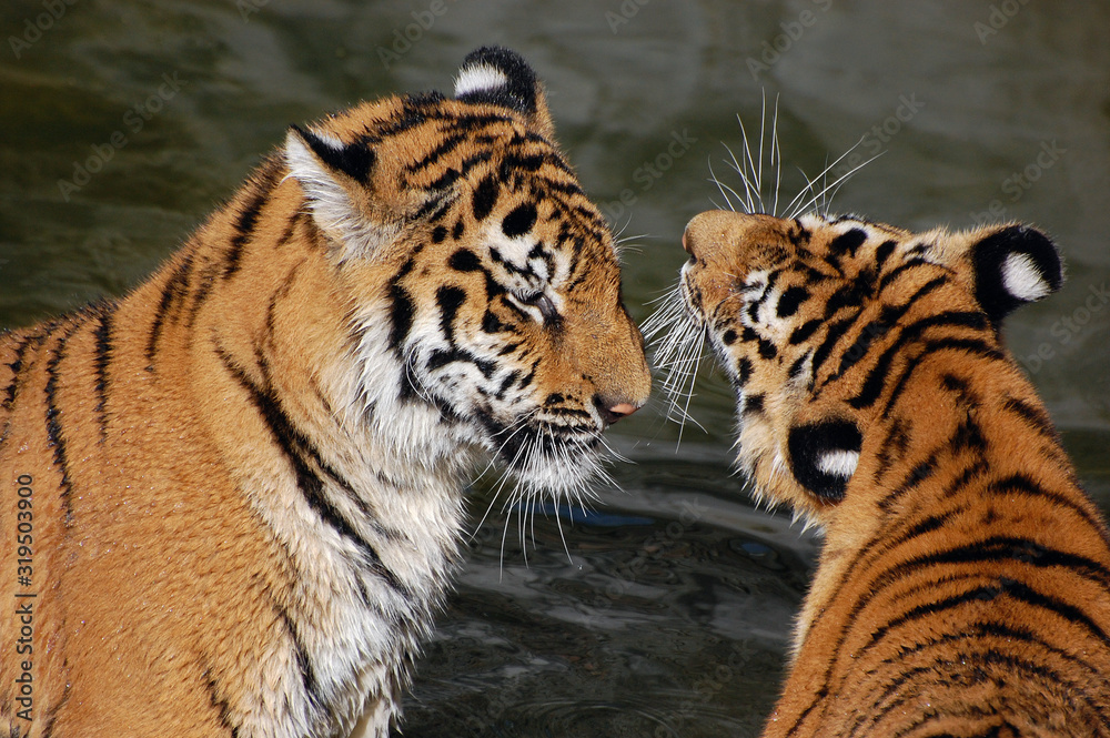 Naklejka premium Tigers play in the water.Zoo in Kiev