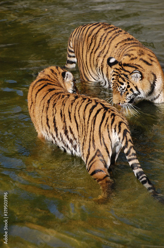 Tigers play in the water.Zoo in Kiev