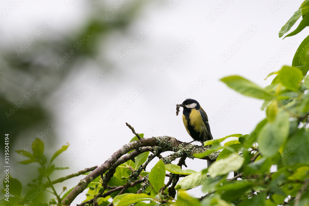 Great tit on a branch with food in beak. Great tit on a branch with food in beak.