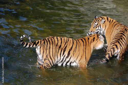 Tigers play in the water.Zoo in Kiev