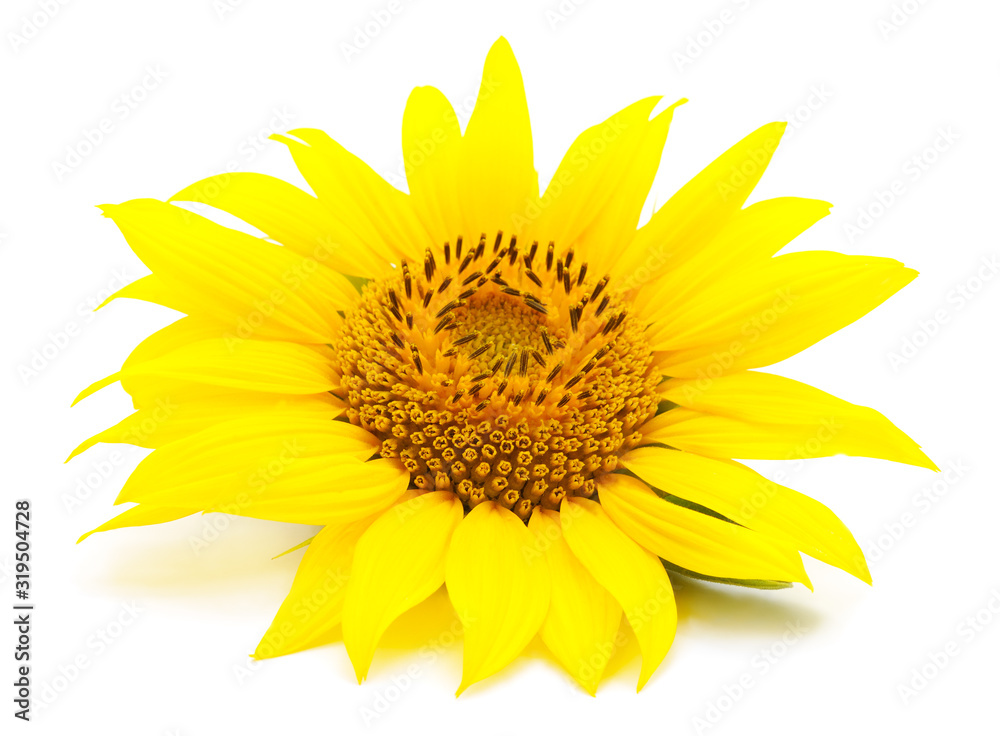 Fototapeta premium One yellow sunflower.
