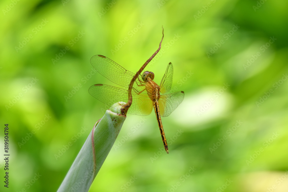 Dragonfly perched on the tip of a banana leaf and a green background Dragonfly perched on the tip of a banana leaf and a green background