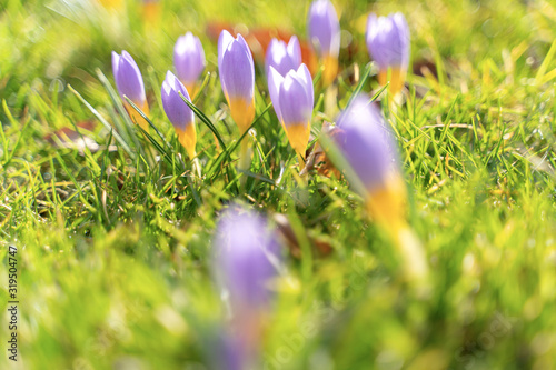 Crocus flowers during early spring season