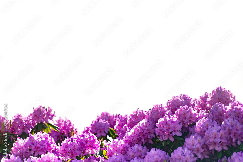 purple flowers Rhododendron isolated on white background purple flowers Rhododendron isolated on white background