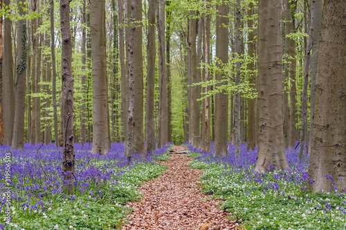 Path in springtime forest with bluebells and beech trees blooming