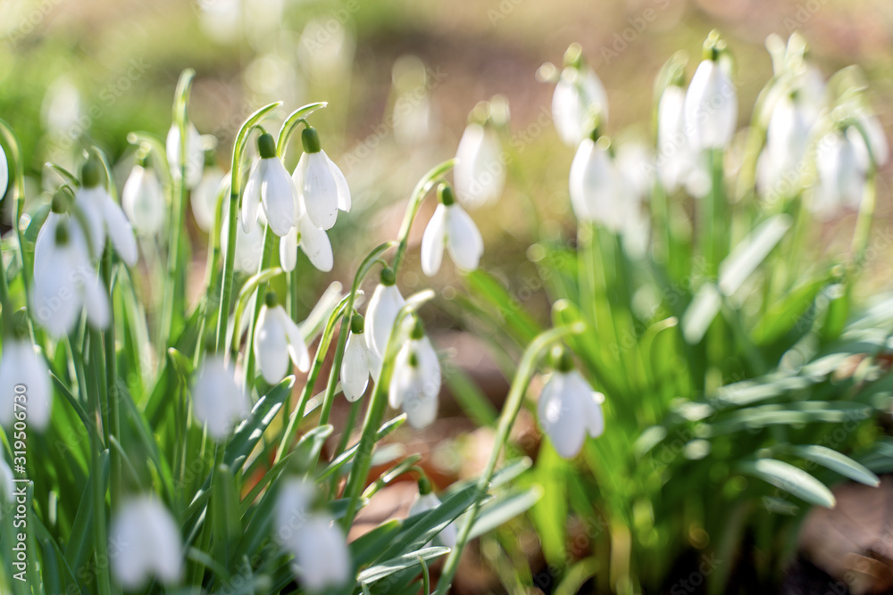 Wild white snowdrops growing from the forest ground Wild white snowdrops growing from the forest ground