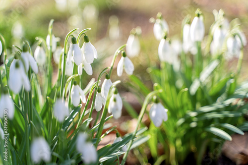 Wild white snowdrops growing from the forest ground © Elena Sistaliuk