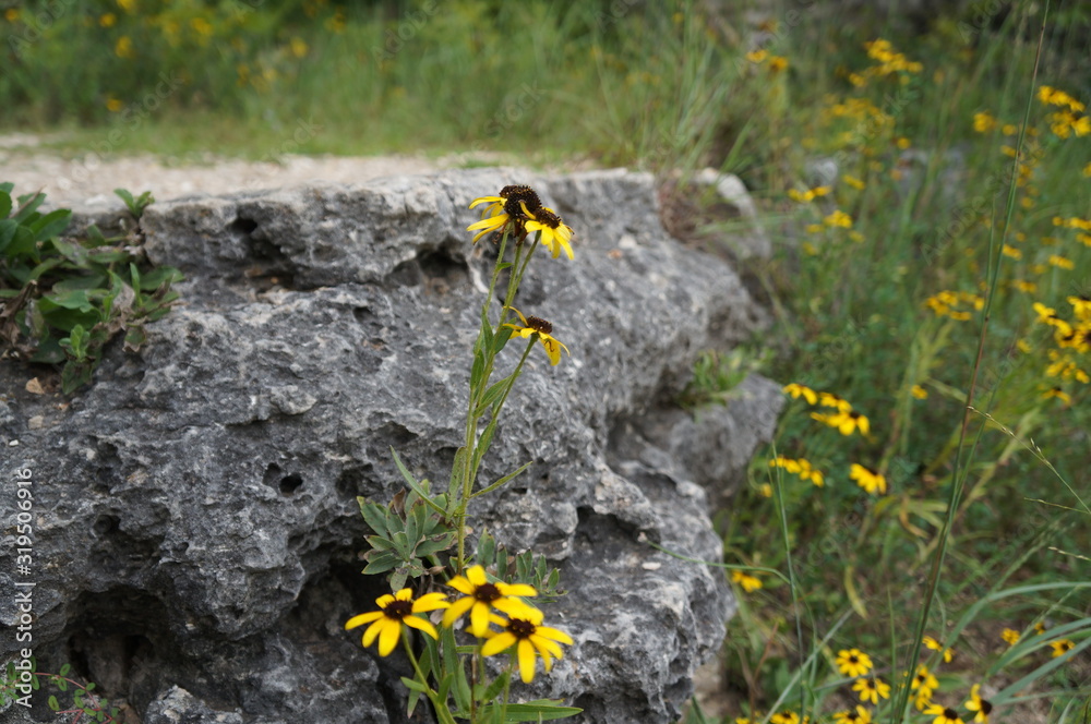 flowers on clif