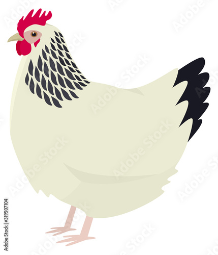 The Sussex chicken breed Vector illustration Isolated object Organic farm