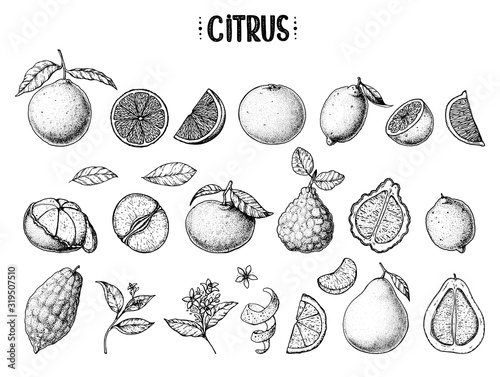 Citrus hand drawn vector illustration. Sketches for design. Black and white. Hand drawn sketch. Grapefruit, orange, mandarine, pomelo, bergamot, citron, lemon, tangerine, clementine, lime illustration