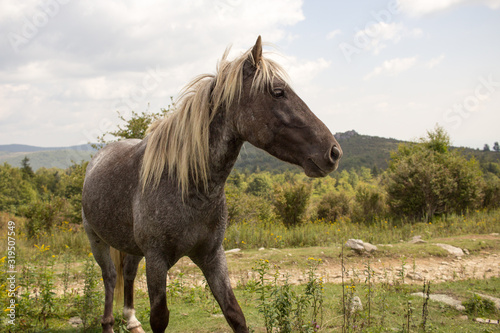 A horse standing in the field. © Lisa Carter