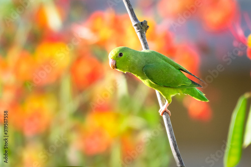 A Green-rumped Parrotlet surveying a tropical garden from a bamboo perch with orange Pride of Barbados flowers blurred in the background.