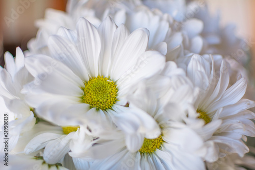 Close-up of a daisy flower blooming in spring