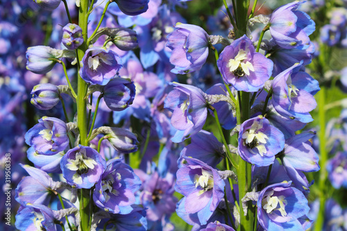 Beautiful flowers delphinium. Close-up. Background. Scenery.