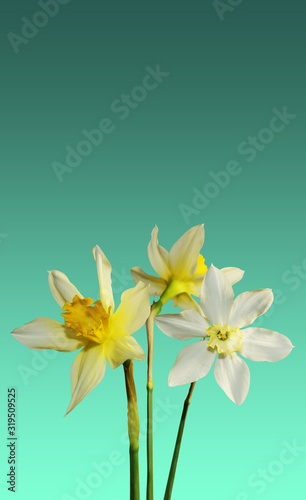 simple design three white daffodils on a greenish background trend color 2020 post card