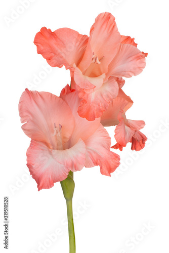 gladiolus flower isolated