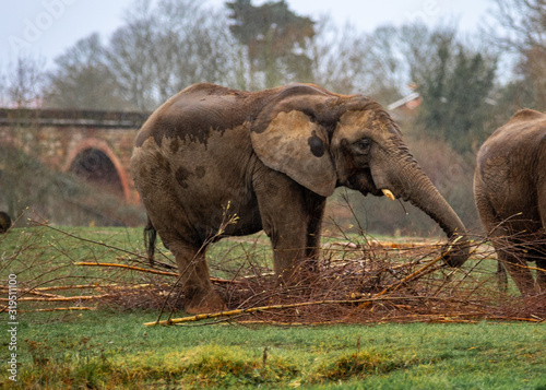 african elephant