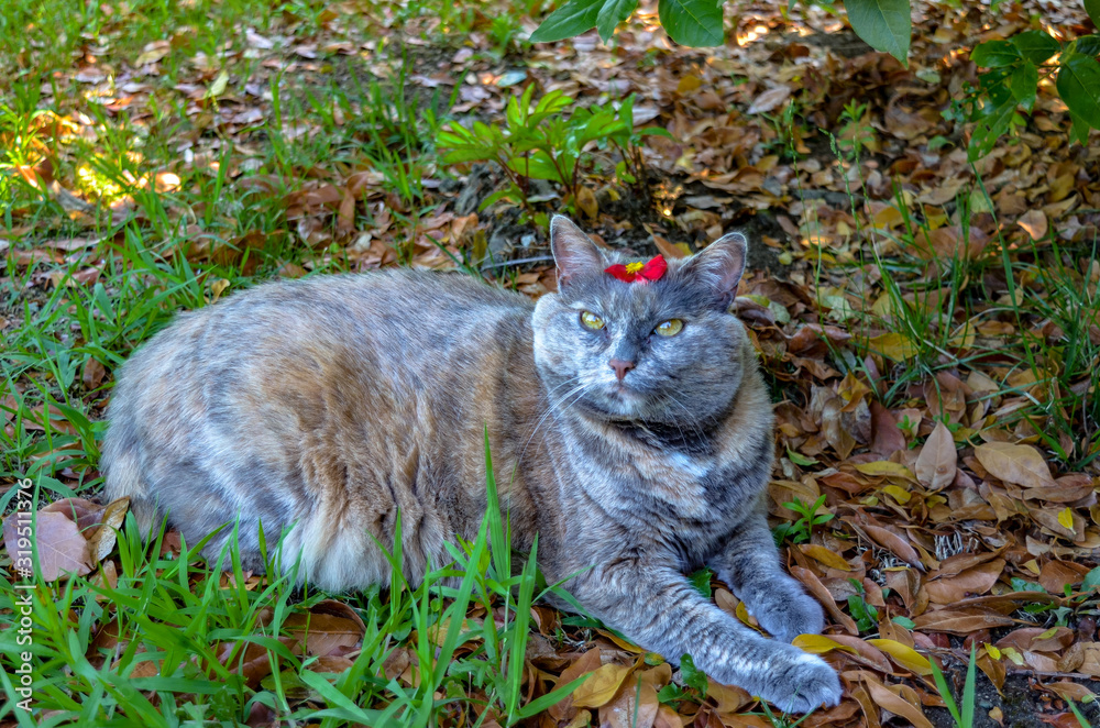 Obraz premium cat in the garden