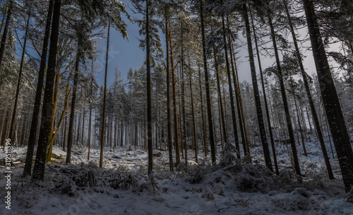 Forest in snowy frosty day near Loucovice village photo