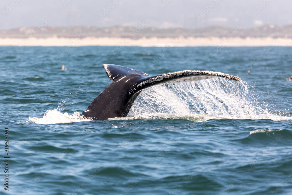 Obraz premium Humpback Whale