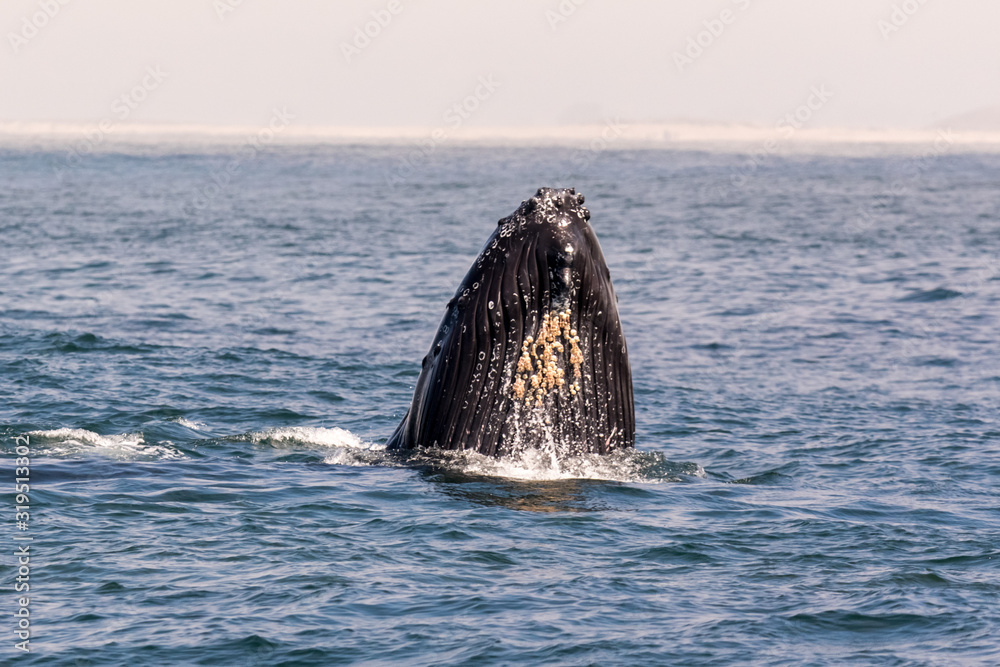 Fototapeta premium Humpback Whale