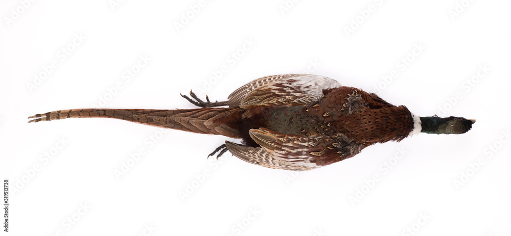 dead pheasant - hunter trophy isolated on white background