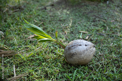 Coconut with a new Palm Tree sprouting from the seed photo