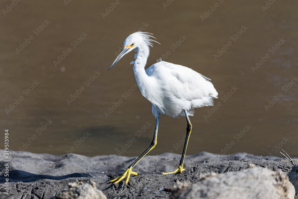 Great Egret
