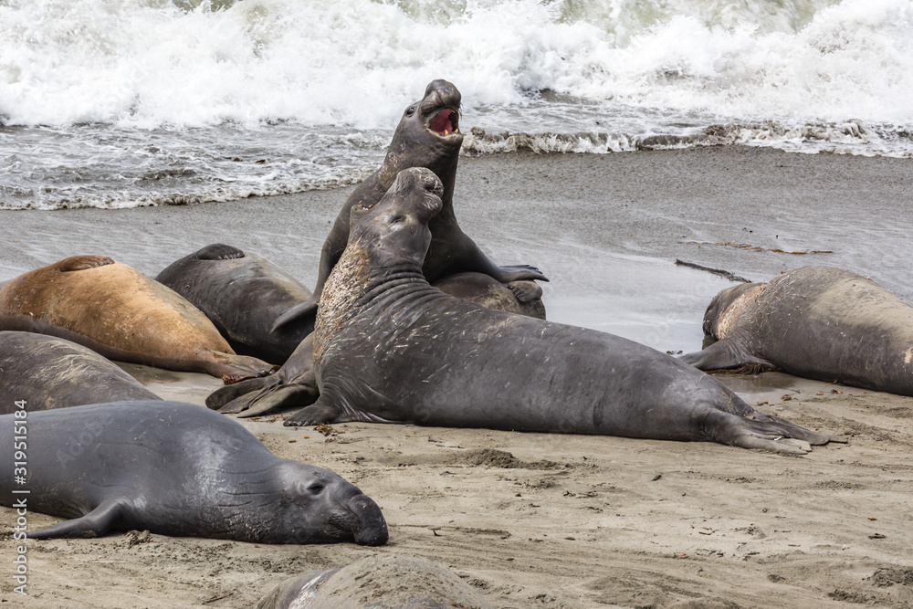 Fototapeta premium Elephant Seals Big Sur California
