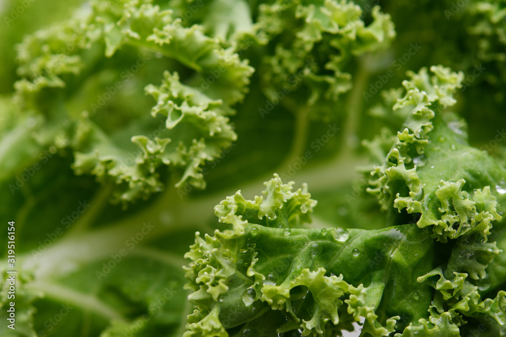 Fresh organic cabbage leaves in morning dew. Kale cabbage closeup. Macro shot of cabbage leaves early in the morning. Fresh organic cabbage leaves in morning dew. Kale cabbage closeup. Macro shot of cabbage leaves early in the morning.