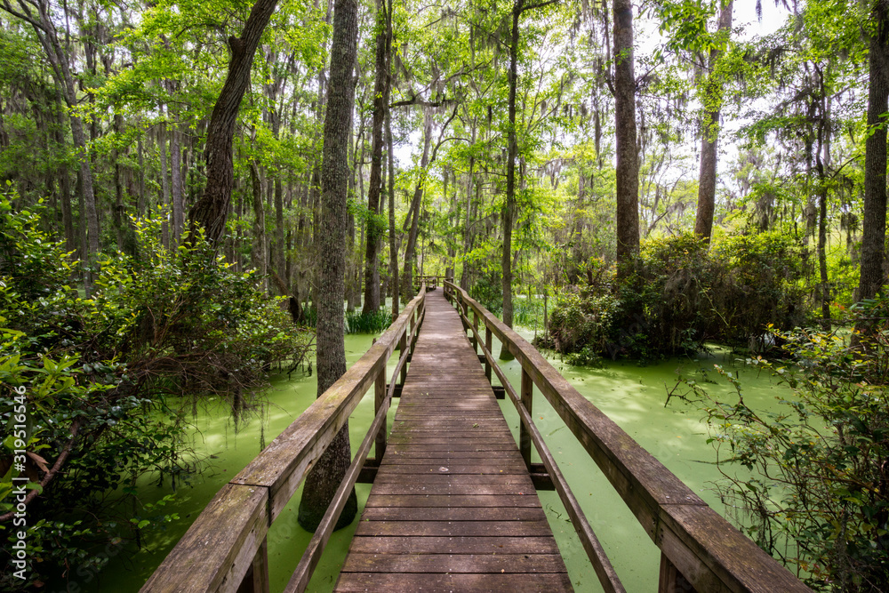 A wooden walkway leads through the forest and the fresh water wetlands of Whooping Crane Conservancy on Hilton Head Island, South Carolina. The conservancy is 137 acres and located within Hilton Head Plantation. A wooden walkway leads through the forest and the fresh water wetlands of Whooping Crane Conservancy on Hilton Head Island, South Carolina. The conservancy is 137 acres and located within Hilton Head Plantation.
