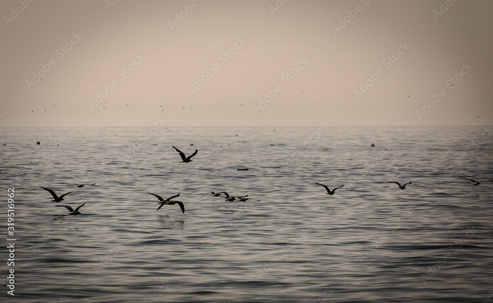 Aves volando sobre el mar Aves volando sobre el mar