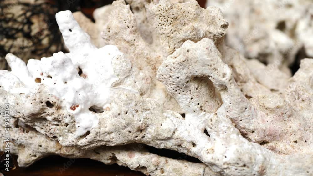 Dead White Coral Stones. Calcic skeleton of reef polyps Dead White Coral Stones. Calcic skeleton of reef polyps